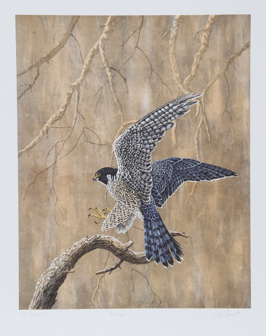 Chris Forrest - "Peregrine"